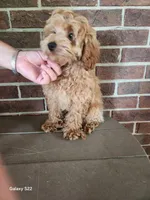 Star, a male Cockapoo for sale in Clarkrange, TN – 3 of 8