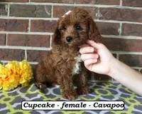 Cupcake, a female Cavapoo for sale in Clarkrange, TN – 2 of 6