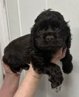 Archie, a male Cocker Spaniel for sale in Morganfield, KY – Photo 2 of 4