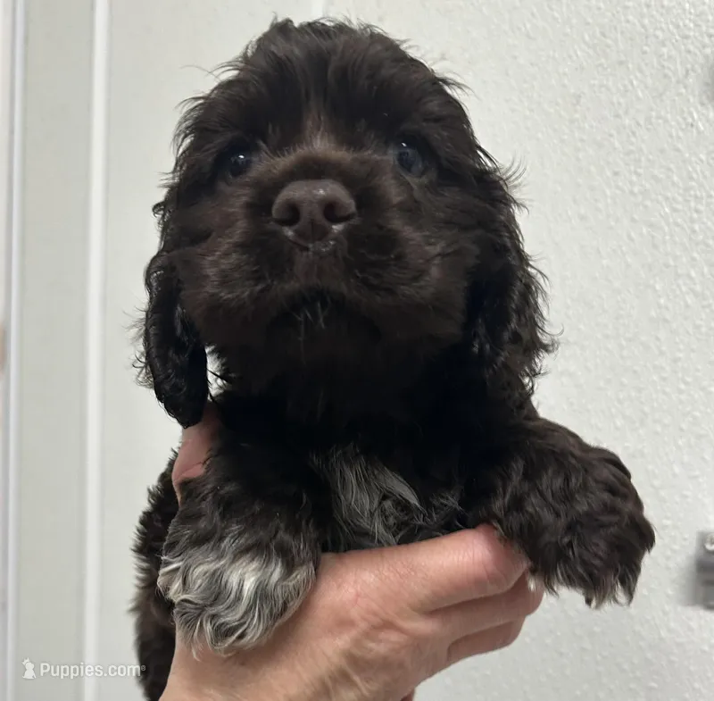Archie – Cocker Spaniel puppy for sale in Morganfield, KY