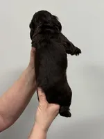 Archie, a male English Cocker Spaniel for sale in Morganfield, KY – Photo 4 of 4