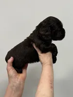 Archie, a male English Cocker Spaniel for sale in Morganfield, KY – Photo 2 of 4