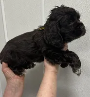 Archie, a male Cocker Spaniel for sale in Morganfield, KY – Photo 3 of 4