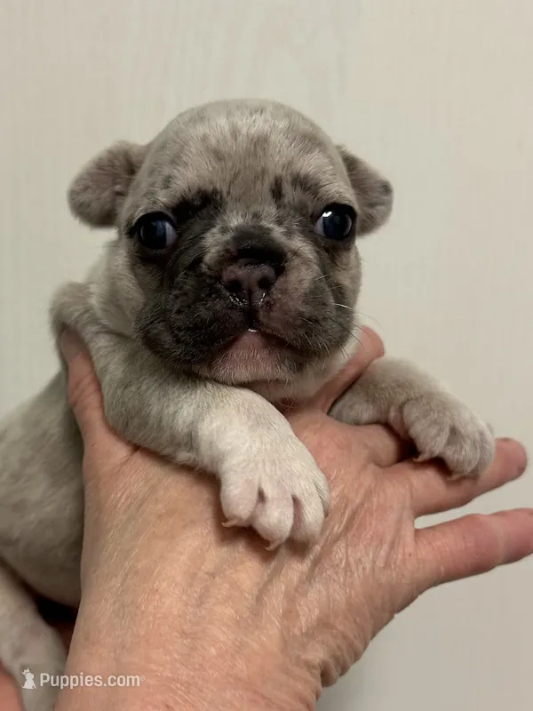 Jango – French Bulldog puppy for sale in Morganfield, KY