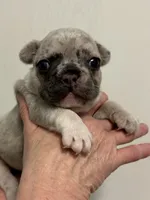 Jango, a male French Bulldog for sale in Morganfield, KY – 1 of 3