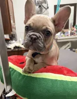 Josie, a female French Bulldog for sale in Morganfield, KY – 5 of 8