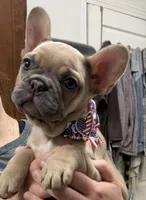 Josie, a female French Bulldog for sale in Morganfield, KY – 1 of 8