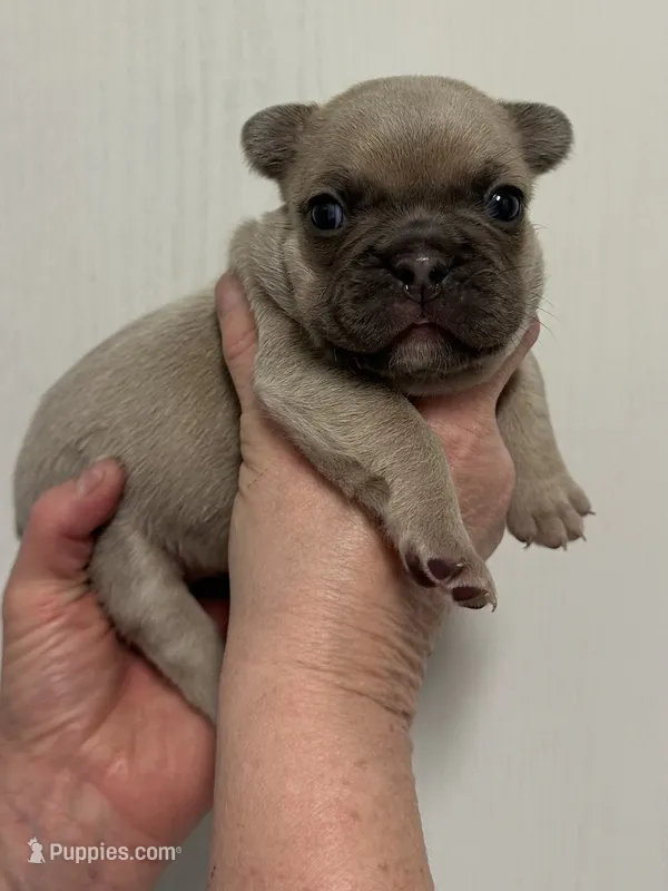 Josie – French Bulldog puppy for sale in Morganfield, KY