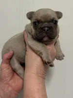Josie, a female French Bulldog for sale in Morganfield, KY – 7 of 8