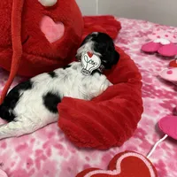 Domino, a male Cocker Spaniel for sale in Morganfield, KY – Photo 2 of 4