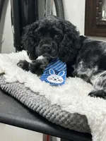 Chewie, a male Cocker Spaniel for sale in Morganfield, KY – Photo 3 of 5