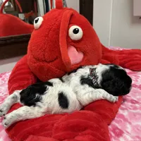 Domino, a male Cocker Spaniel for sale in Morganfield, KY – Photo 1 of 4