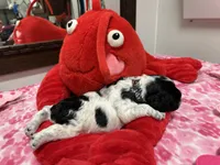 processed/a2d1c3a8-2c3a-4934-8372-2b44bf57c2b9/listing/6fbc0c7a-8136-4da7-9d42-621240b26ed5/38157492-f8a9-46b5-b14b-2ddfe397e1ff