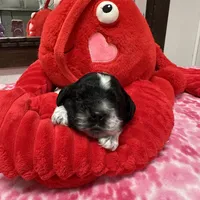 Domino, a male Cocker Spaniel for sale in Morganfield, KY – Photo 4 of 4