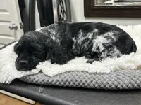 Chewie, a male Cocker Spaniel for sale in Morganfield, KY – Photo 4 of 5