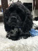 Chewie, a male Cocker Spaniel for sale in Morganfield, KY – Photo 2 of 5