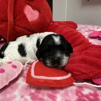 Domino, a male Cocker Spaniel for sale in Morganfield, KY – Photo 3 of 4