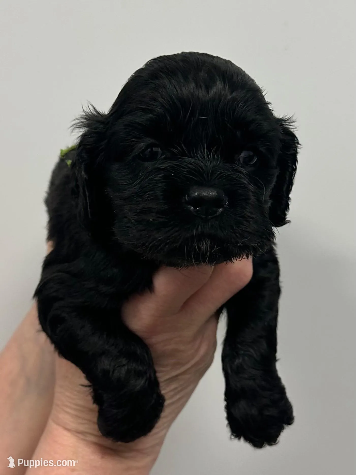 Luna, a female English Cocker Spaniel for sale in Morganfield, KY – Photo 2 of 4