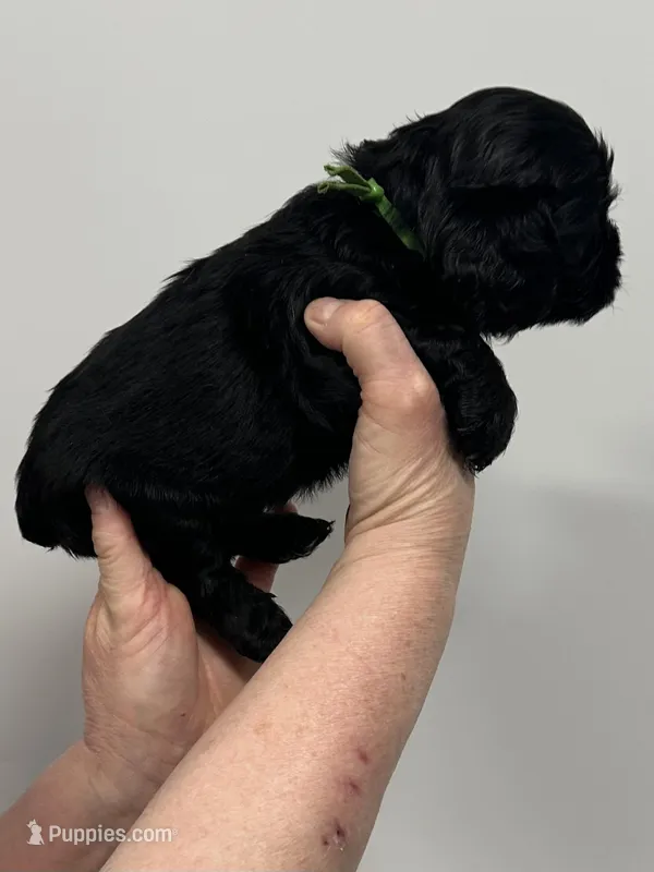 Luna – English Cocker Spaniel puppy on hold in Morganfield, KY