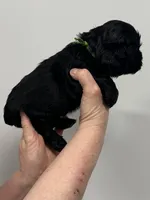 Luna, a female English Cocker Spaniel for sale in Morganfield, KY – Photo 1 of 4