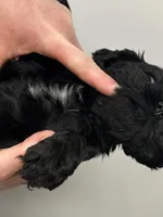 Luna, a female English Cocker Spaniel for sale in Morganfield, KY – Photo 3 of 4