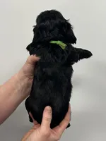 Luna, a female English Cocker Spaniel for sale in Morganfield, KY – Photo 4 of 4