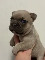 Josie, a female French Bulldog for sale in Morganfield, KY – 8 of 8