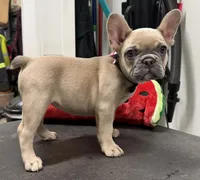 Josie, a female French Bulldog for sale in Morganfield, KY – 4 of 8