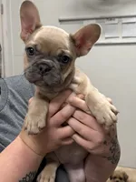 Josie, a female French Bulldog for sale in Morganfield, KY – 6 of 8