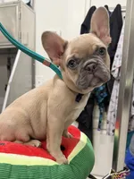 Josie, a female French Bulldog for sale in Morganfield, KY – 2 of 8