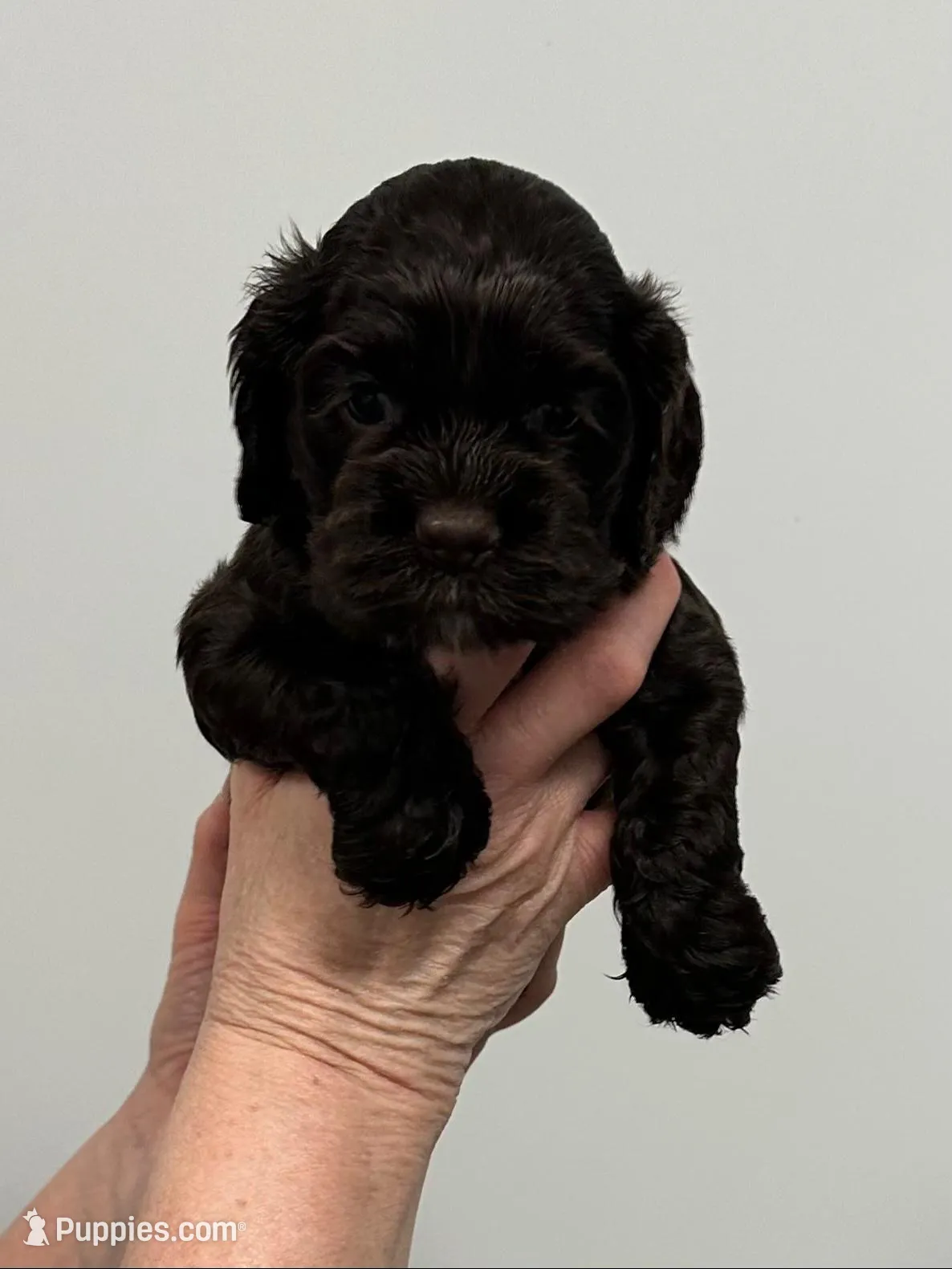 Archie, a male English Cocker Spaniel for sale in Morganfield, KY – Photo 1 of 4