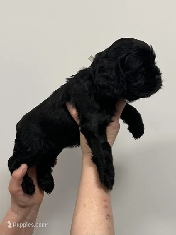 Lucy – English Cocker Spaniel puppy for sale in Morganfield, KY
