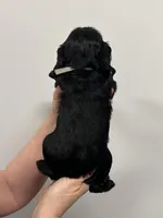 Lucy, a female English Cocker Spaniel for sale in Morganfield, KY – Photo 3 of 4