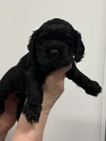 Lucy, a female English Cocker Spaniel for sale in Morganfield, KY – Photo 2 of 4