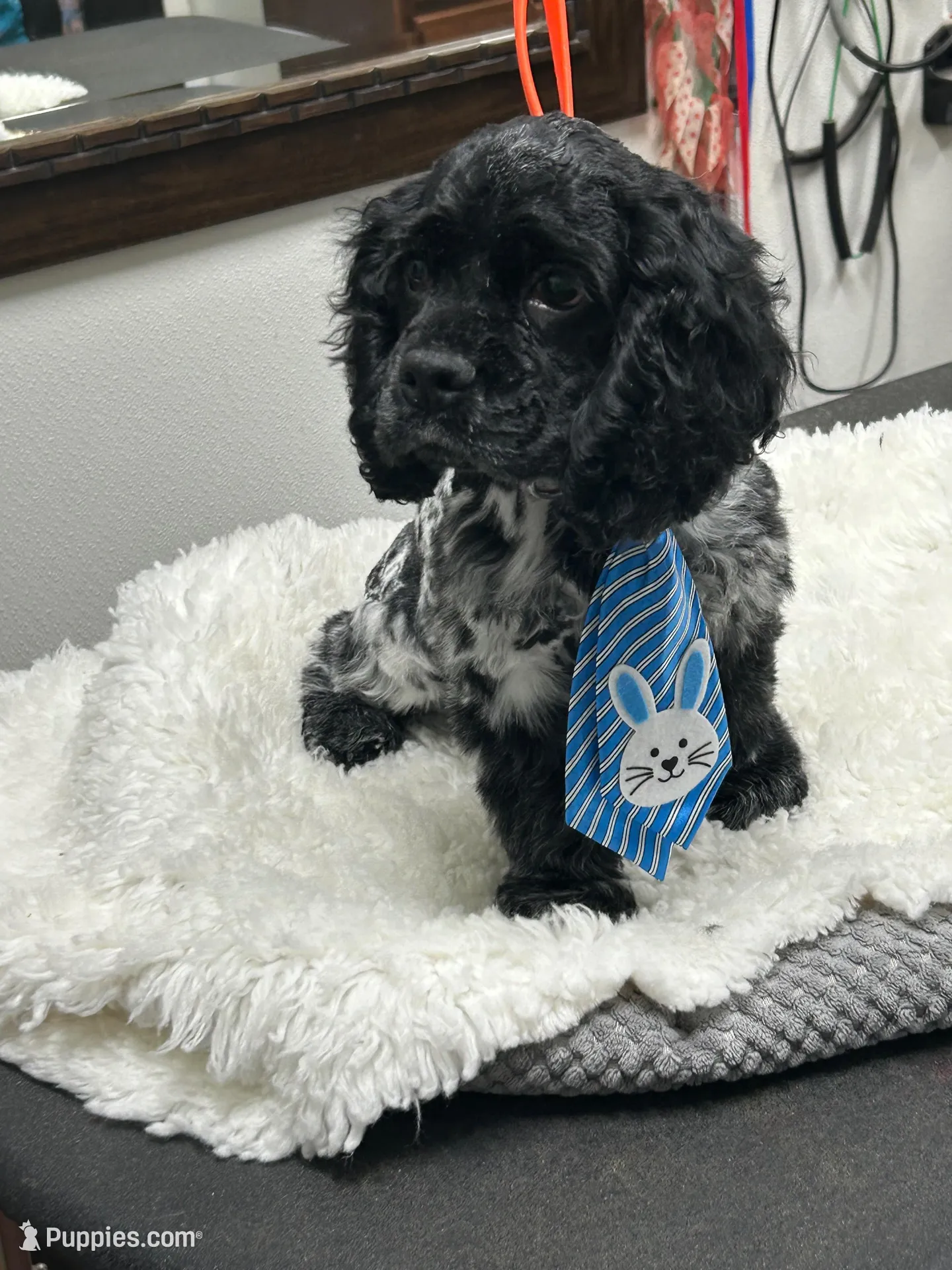 Chewie – Cocker Spaniel puppy for sale in Morganfield, KY