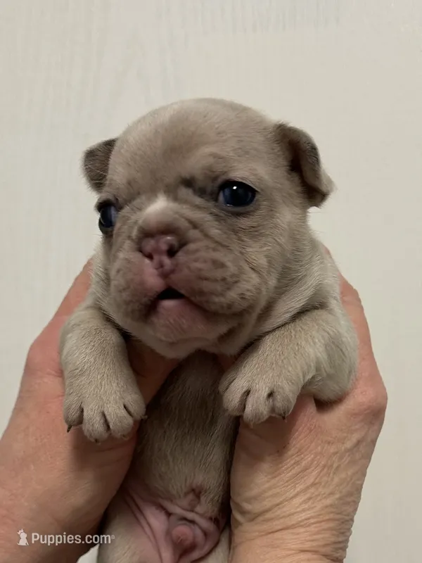 Jett – French Bulldog puppy for sale in Morganfield, KY