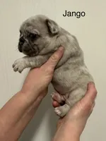 Jango, a male French Bulldog for sale in Morganfield, KY – 2 of 3