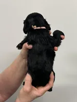 Lily, a female English Cocker Spaniel for sale in Morganfield, KY – Photo 2 of 3