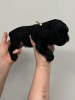 Lily, a female English Cocker Spaniel for sale in Morganfield, KY – Photo 3 of 3