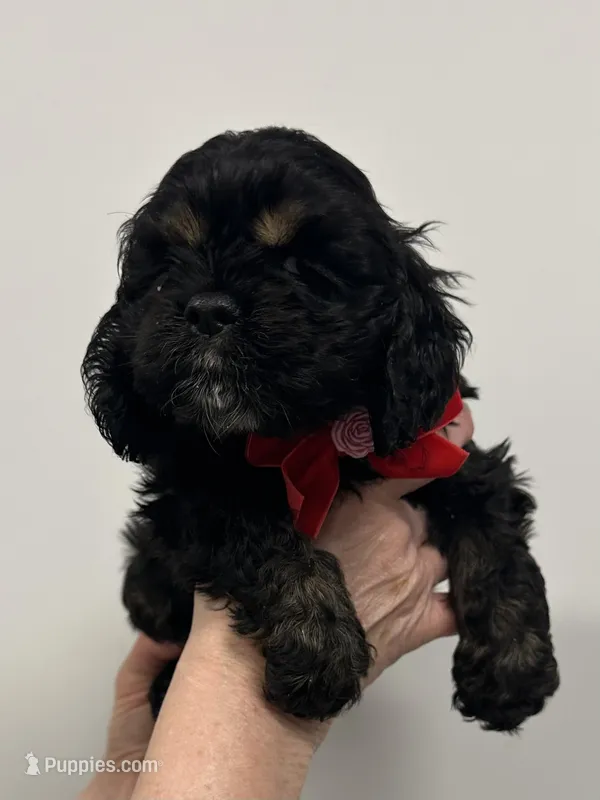 Lily – Cocker Spaniel puppy for sale in Morganfield, KY