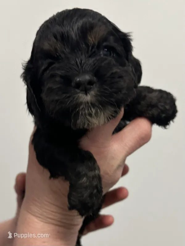 Lily – English Cocker Spaniel puppy for sale in Morganfield, KY