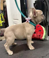 Josie, a female French Bulldog for sale in Morganfield, KY – 3 of 8