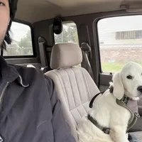 Arki Full AKC, a female Golden Retriever for sale in Selma, CA – Photo 3 of 4