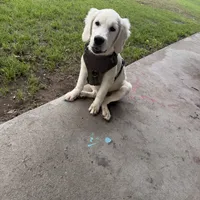 Arki Full AKC, a female Golden Retriever for sale in Selma, CA – Photo 2 of 4