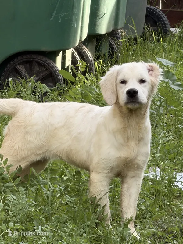 Arki Full AKC – Golden Retriever puppy for sale in Selma, CA