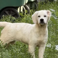 Arki Full AKC, a female Golden Retriever for sale in Selma, CA – Photo 1 of 4