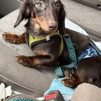 Oppey Full AKC, a male Miniature Dachshund for sale in Selma, CA – Photo 2 of 5