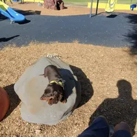 Oppey Full AKC, a male Miniature Dachshund for sale in Selma, CA – Photo 5 of 5