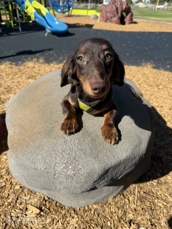 Oppey Full AKC – Miniature Dachshund puppy for sale in Selma, CA