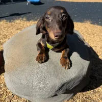 Oppey Full AKC, a male Miniature Dachshund for sale in Selma, CA – Photo 1 of 5